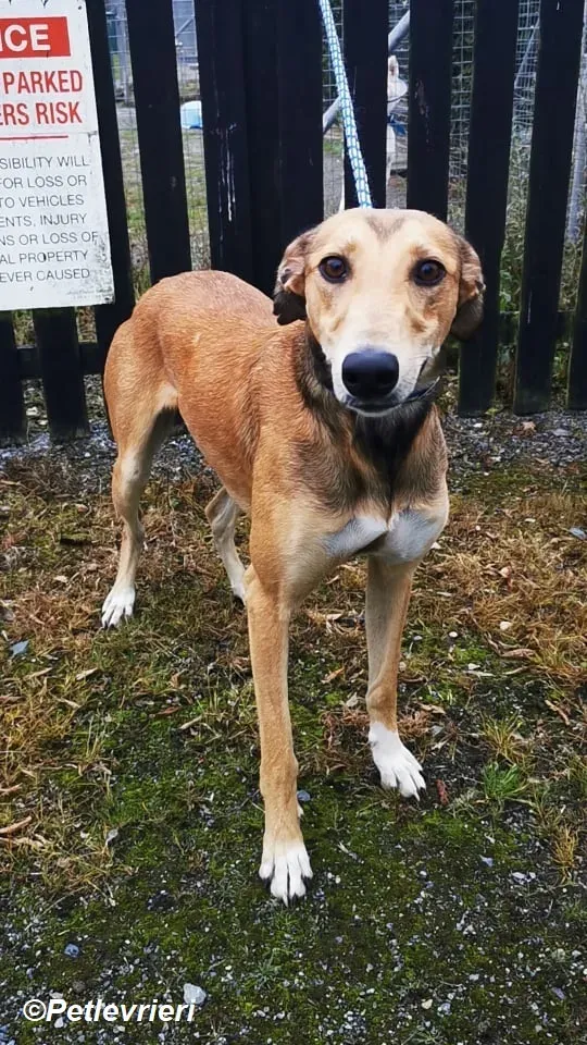 Ryder adozione levrieri greyhound 5