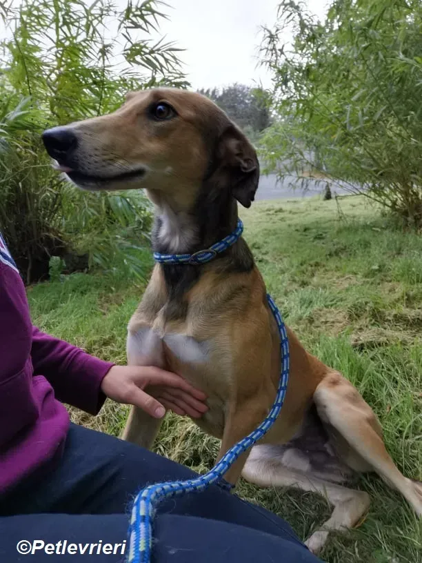 Ryder adozione levrieri greyhound 6