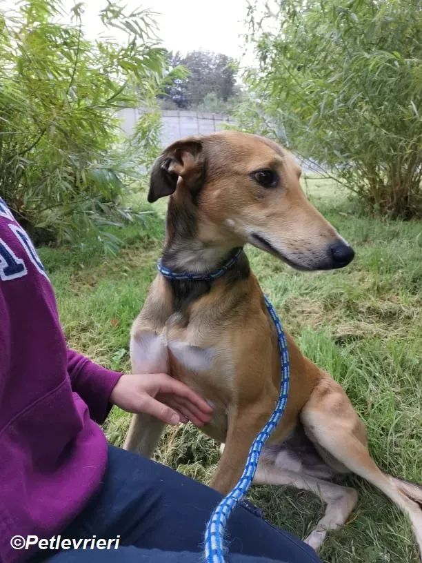 Ryder adozione levrieri greyhound 7