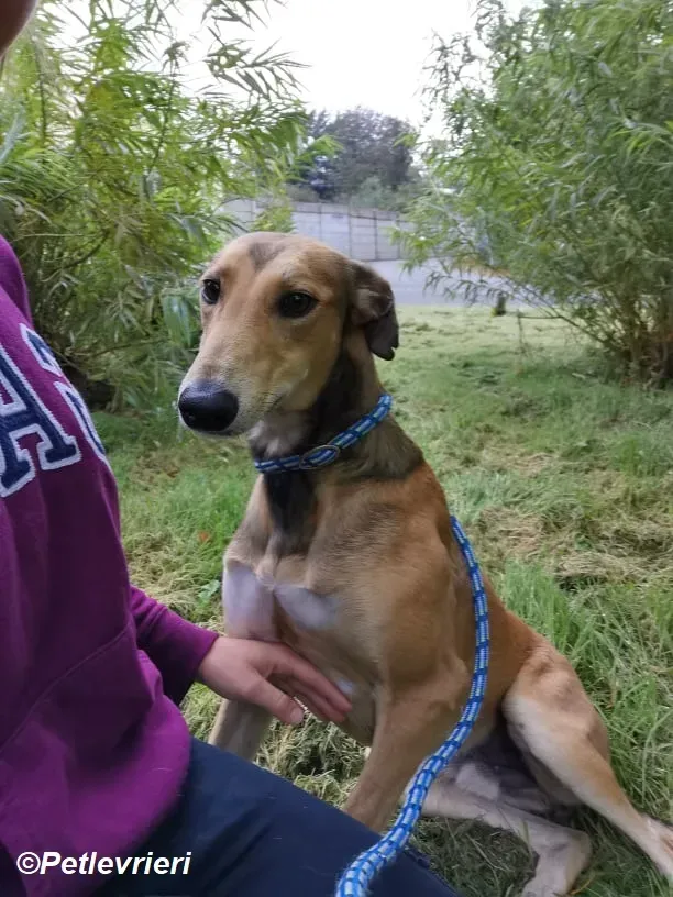 Ryder adozione levrieri greyhound 8