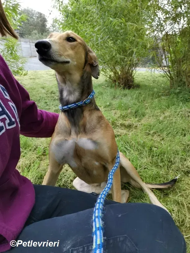 Ryder adozione levrieri greyhound 9