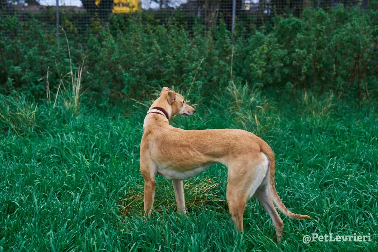 SANDY pet levrieri greyhound10