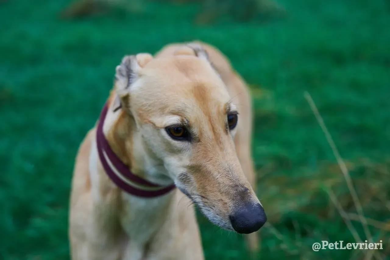 SANDY pet levrieri greyhound11