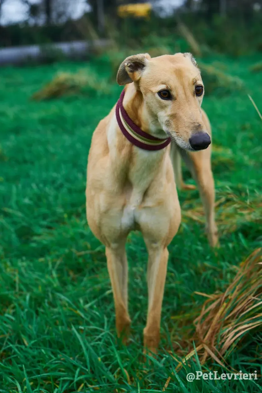 SANDY pet levrieri greyhound12 1