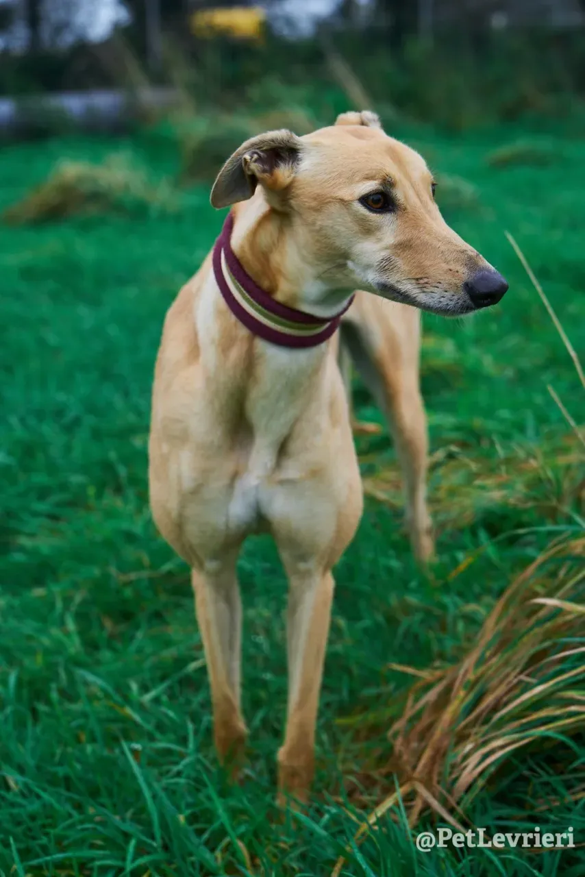 SANDY pet levrieri greyhound13