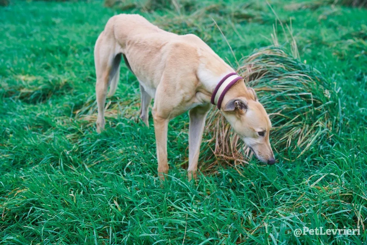 SANDY pet levrieri greyhound14