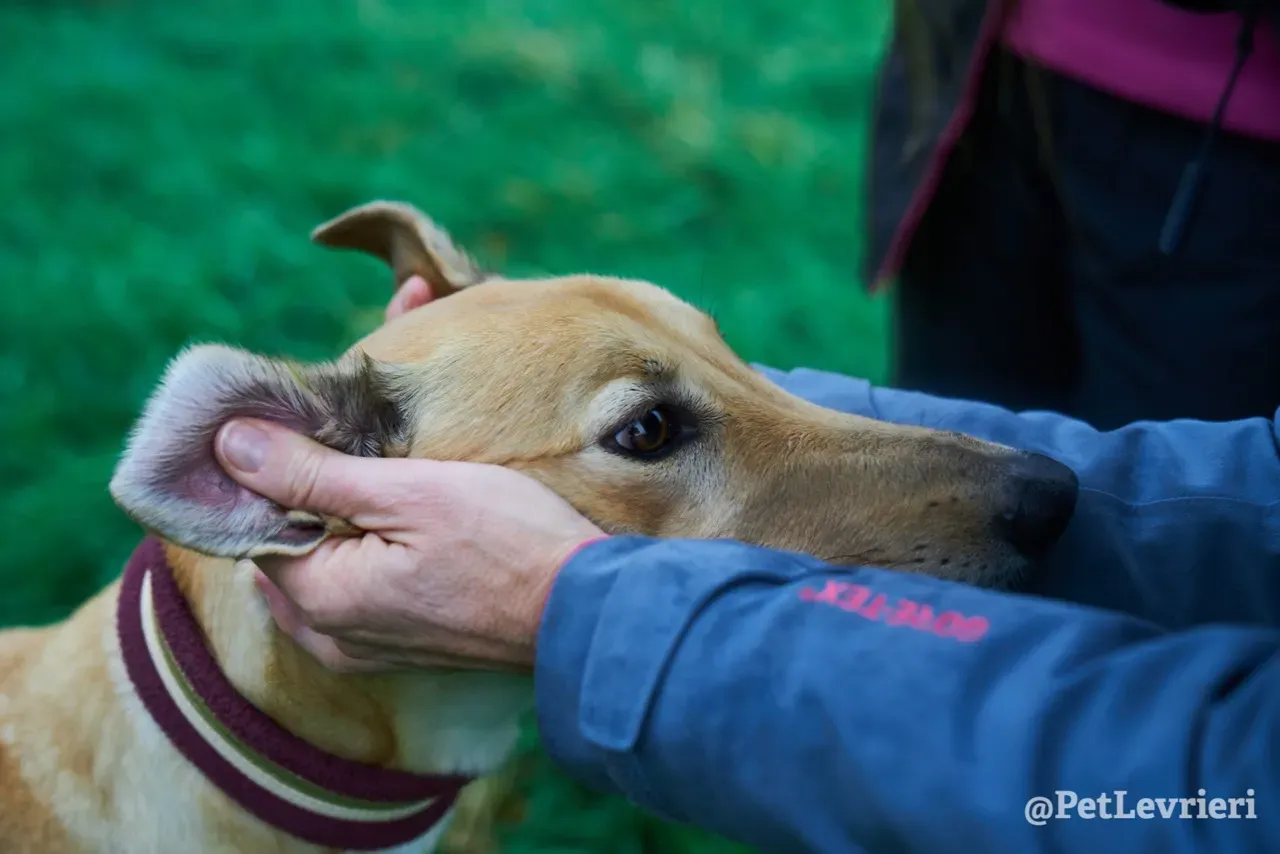 SANDY pet levrieri greyhound15
