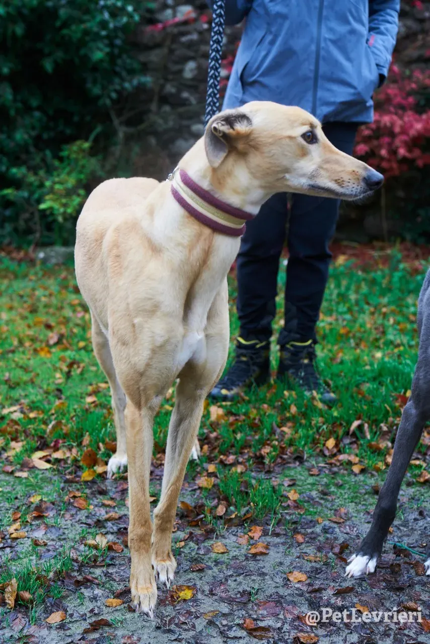 SANDY pet levrieri greyhound3