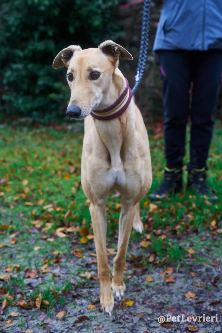 SANDY pet levrieri greyhound4