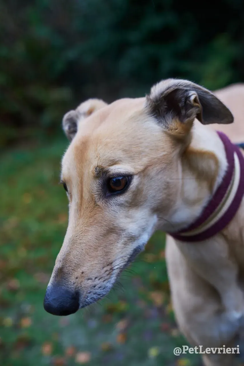 SANDY pet levrieri greyhound5