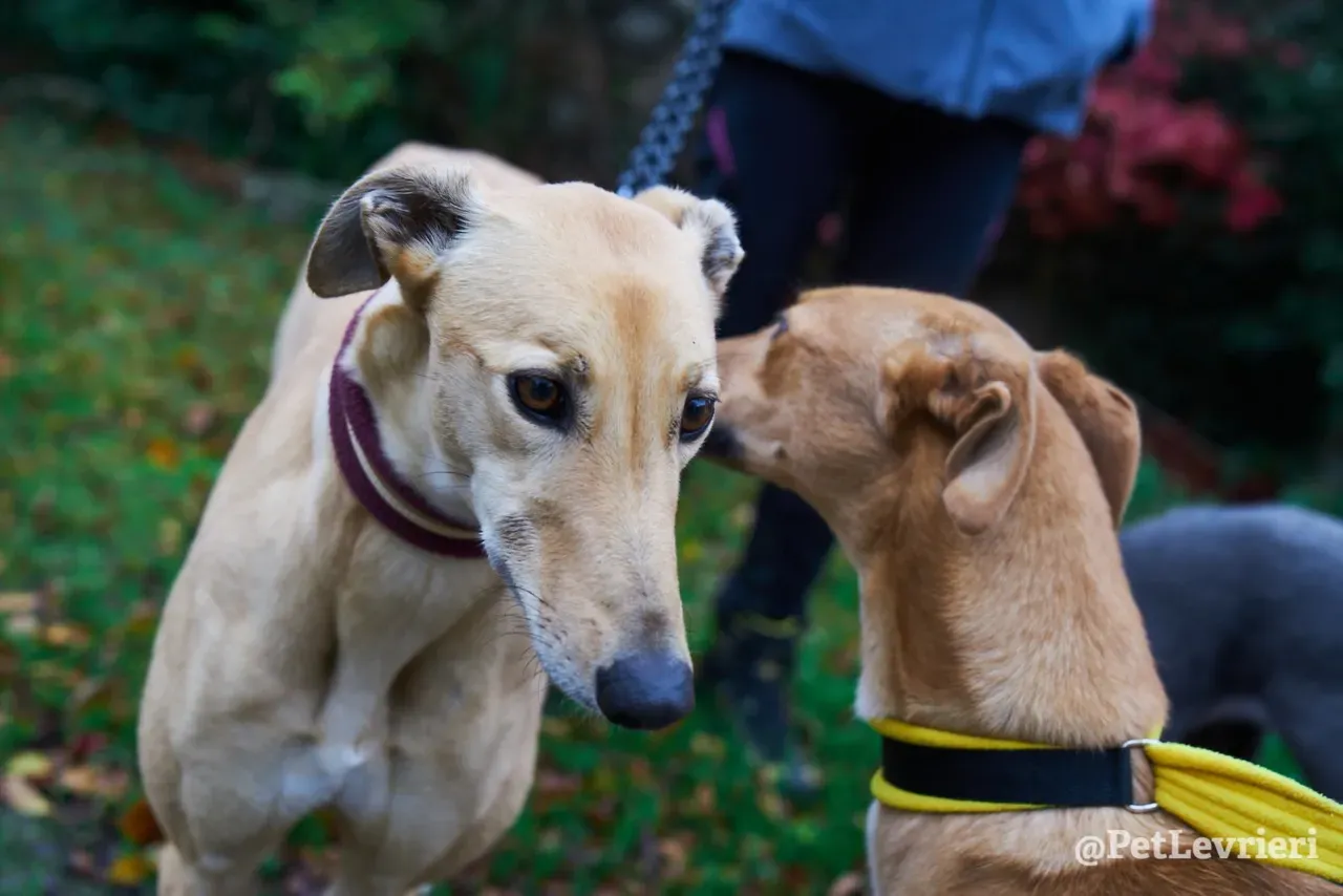 SANDY pet levrieri greyhound6