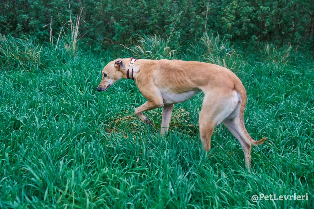 SANDY pet levrieri greyhound9