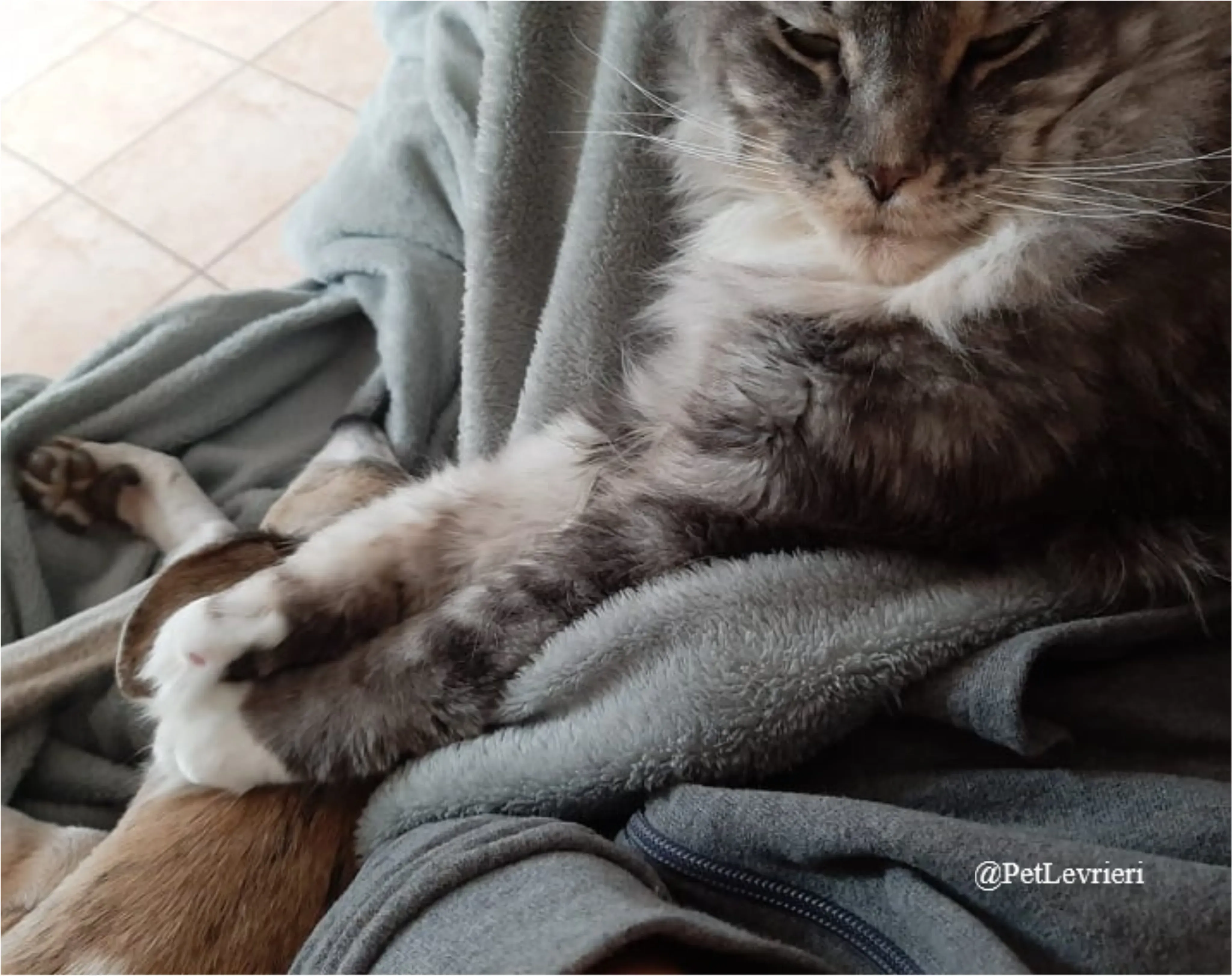 SH13New Phototastic Collage