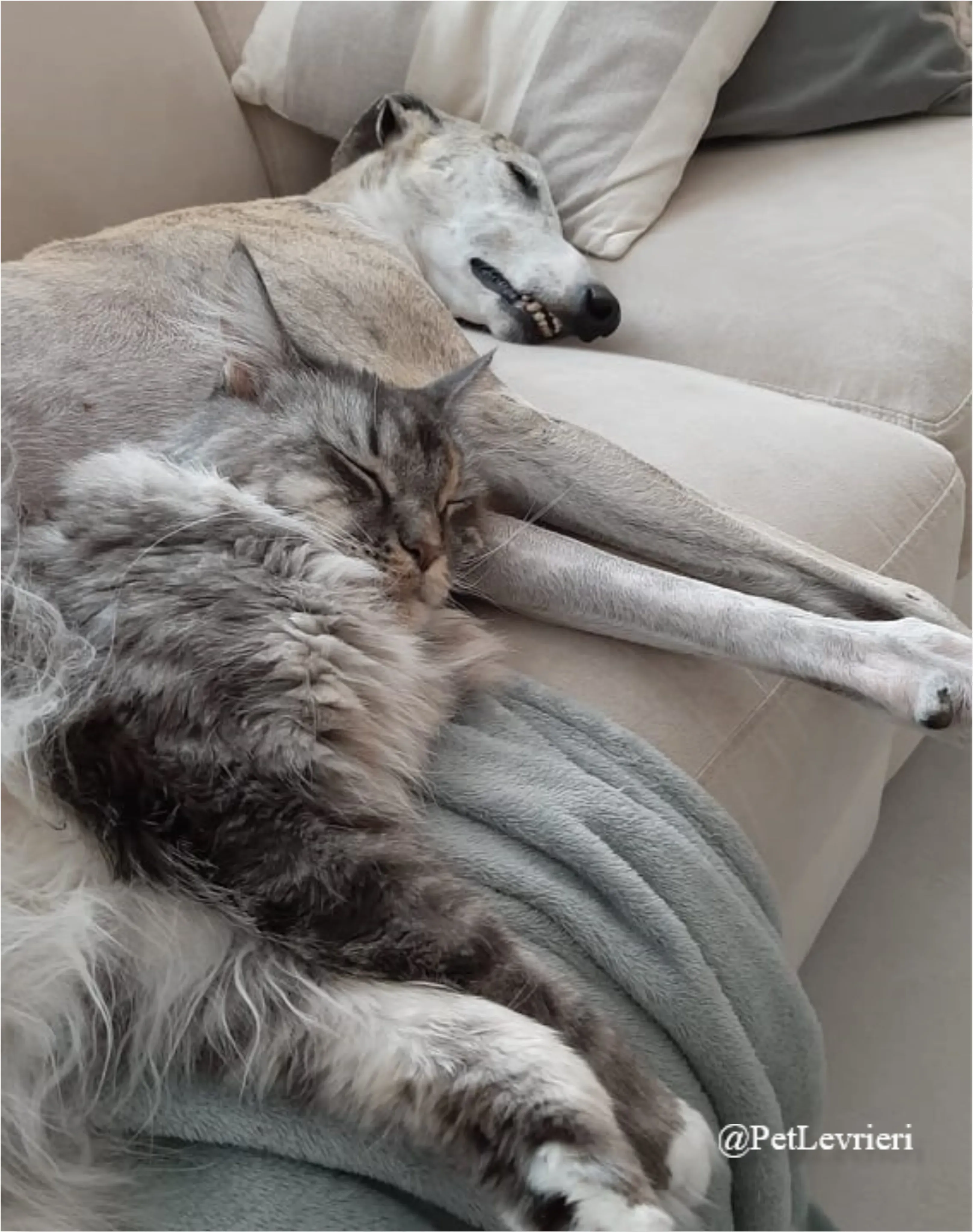 SH16New Phototastic Collage