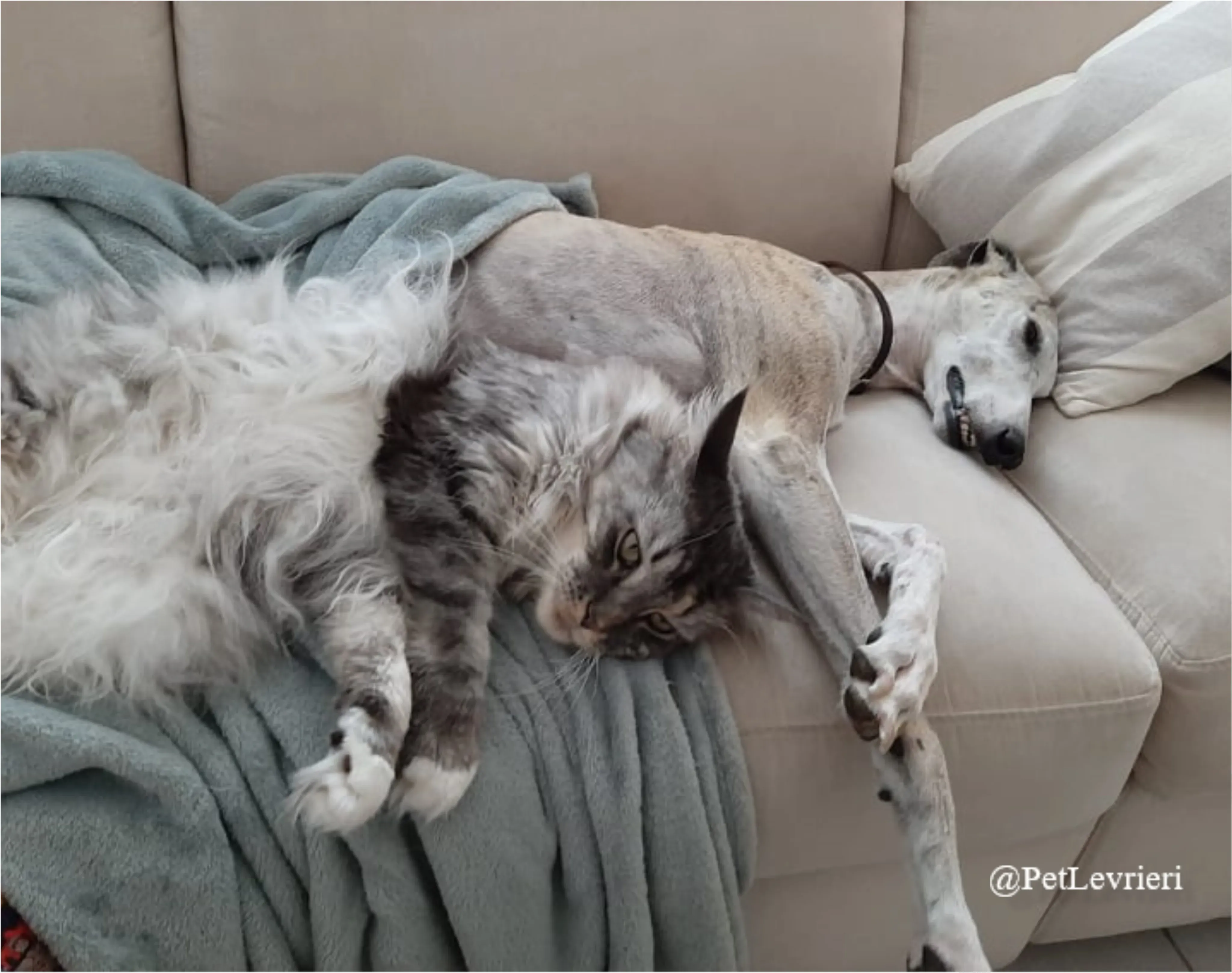 SH18New Phototastic Collage