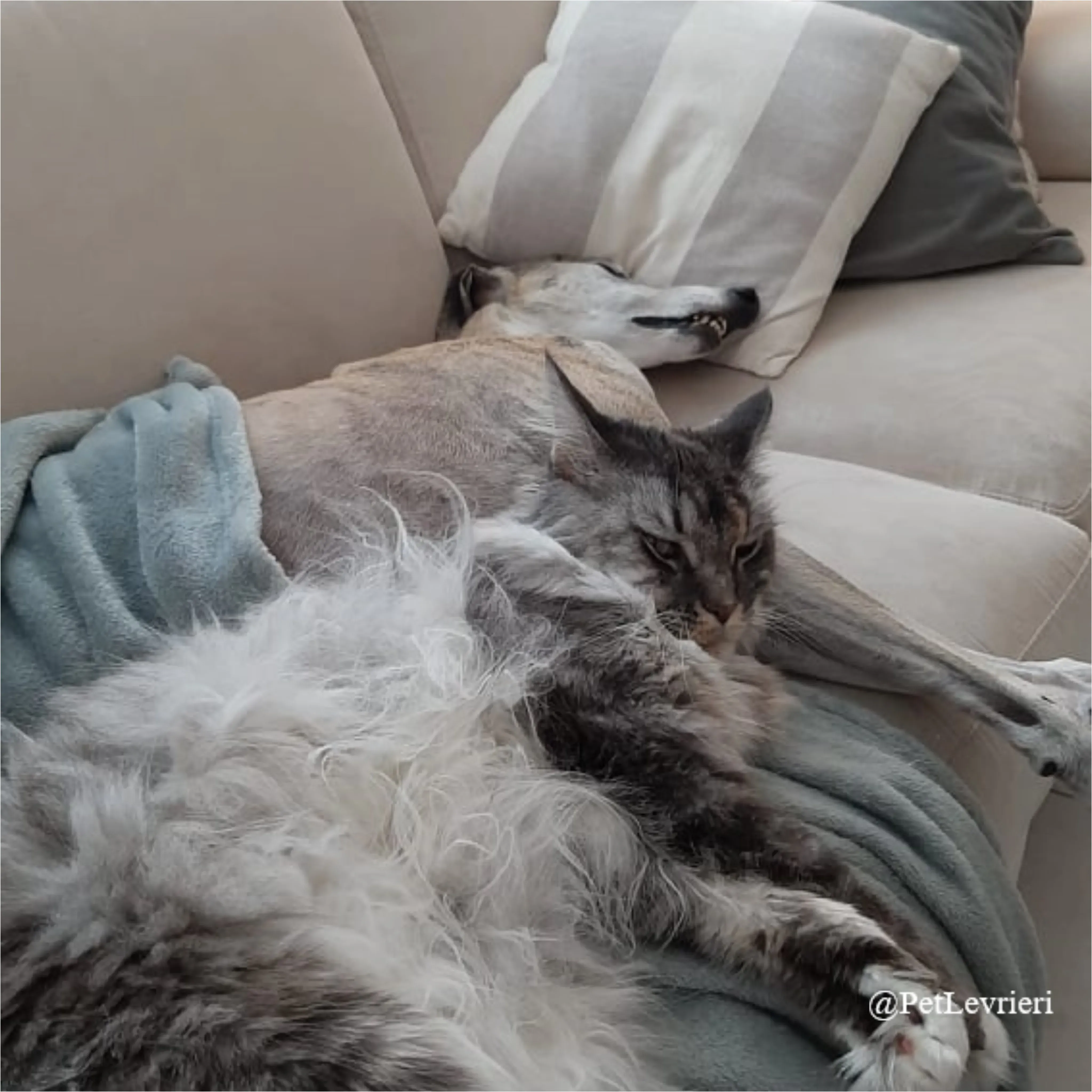 SH19New Phototastic Collage