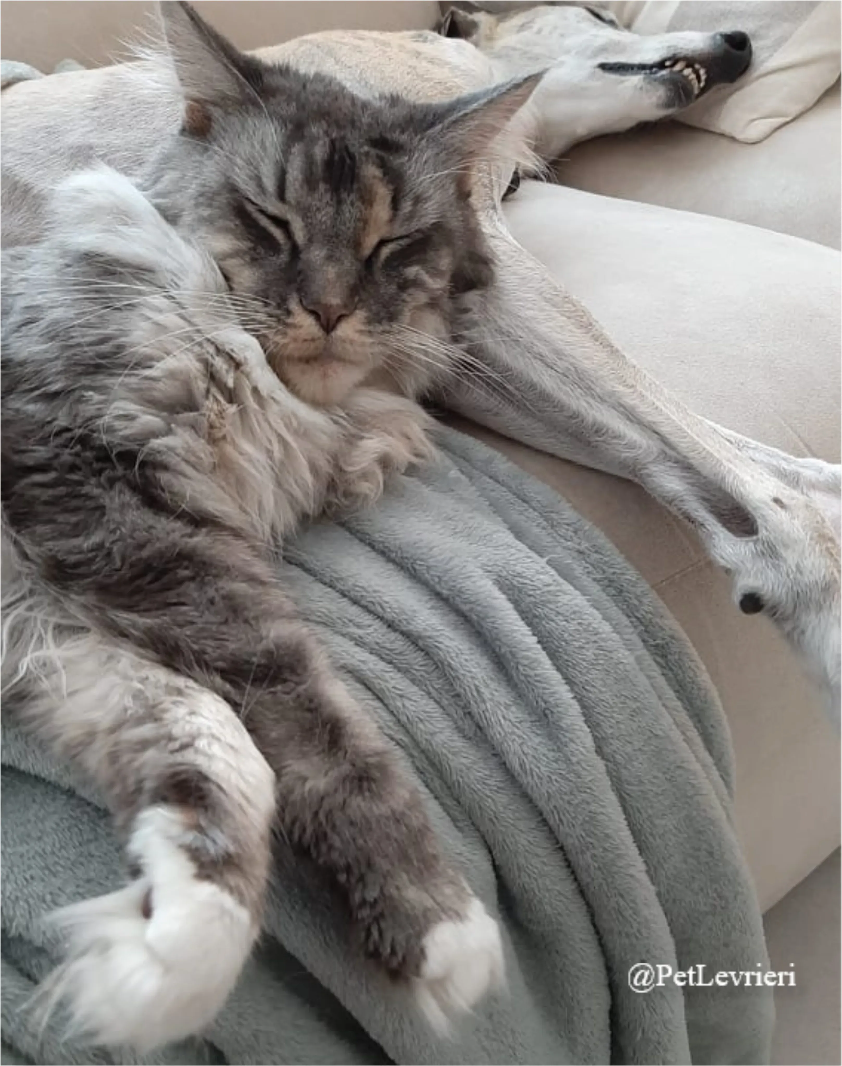 SH20New Phototastic Collage