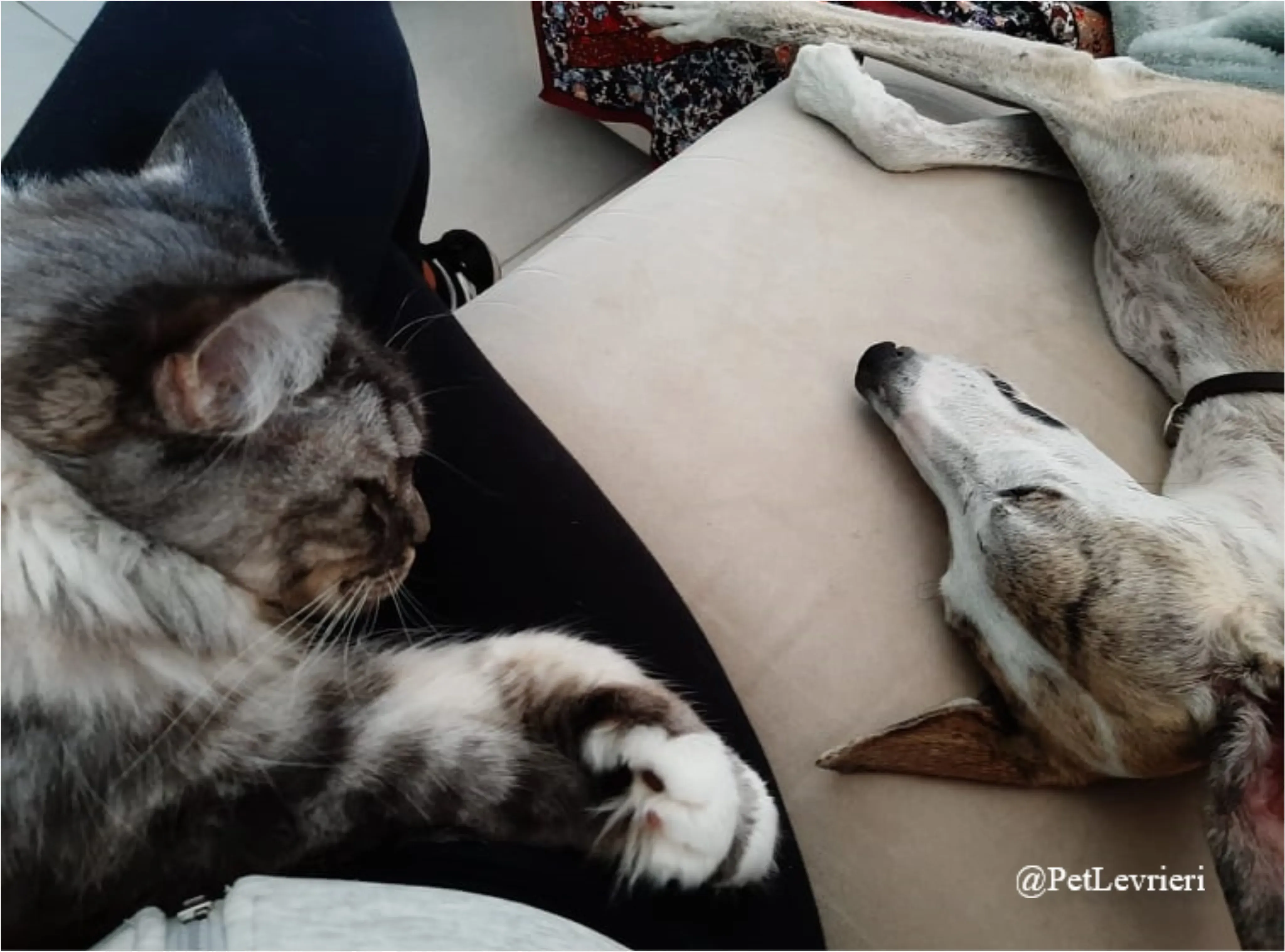 SH21New Phototastic Collage