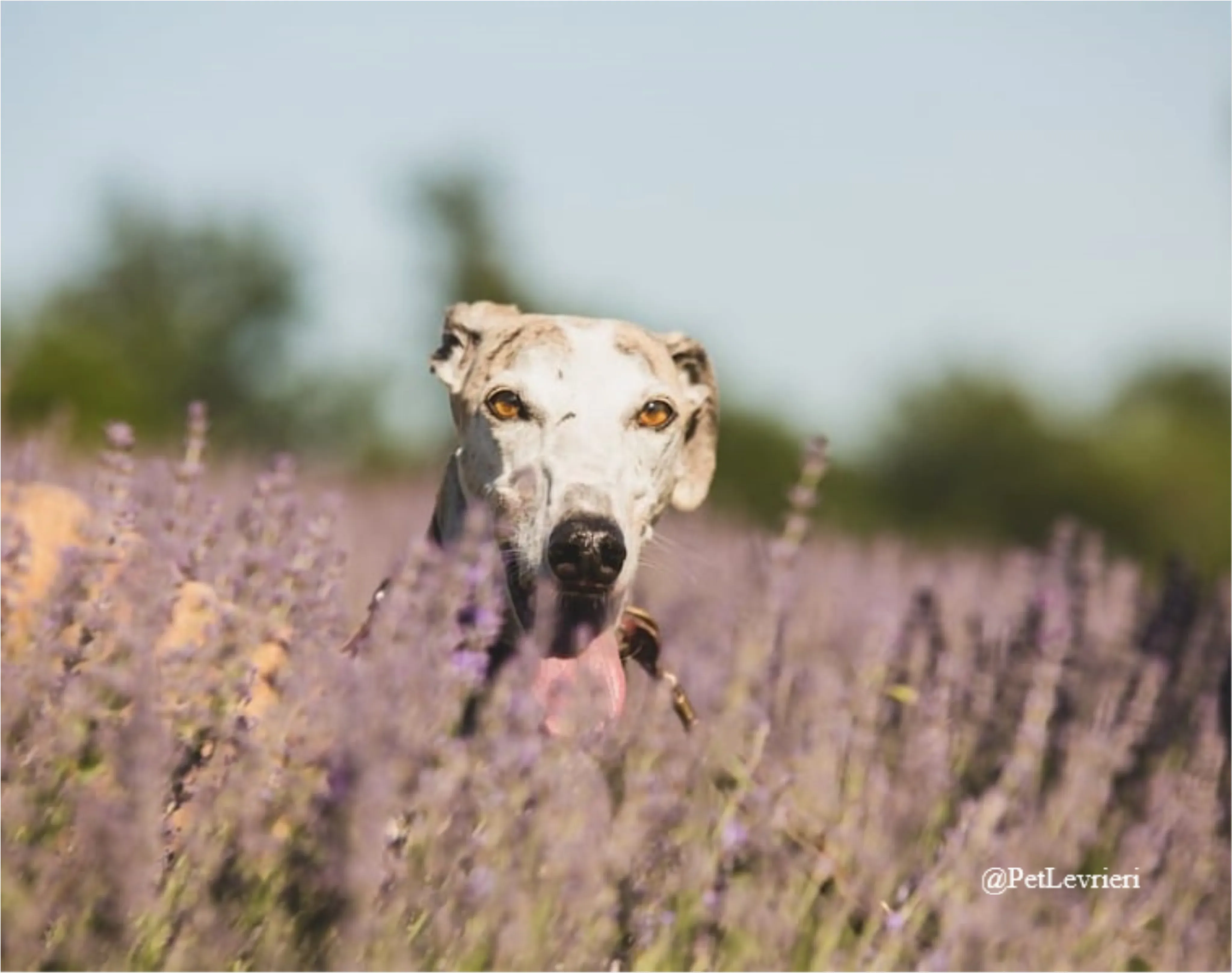 SH2New Phototastic Collage