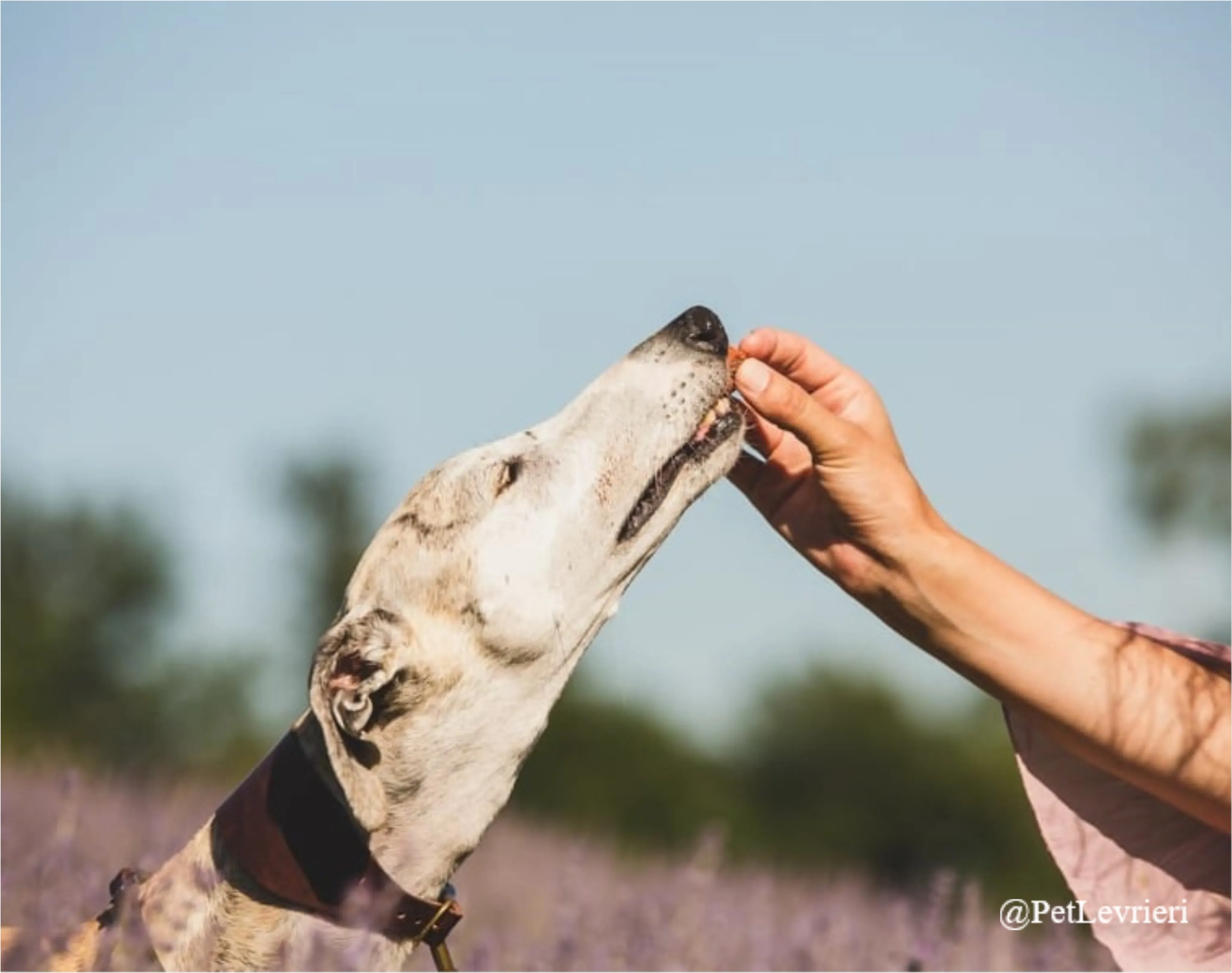 SH3New Phototastic Collage