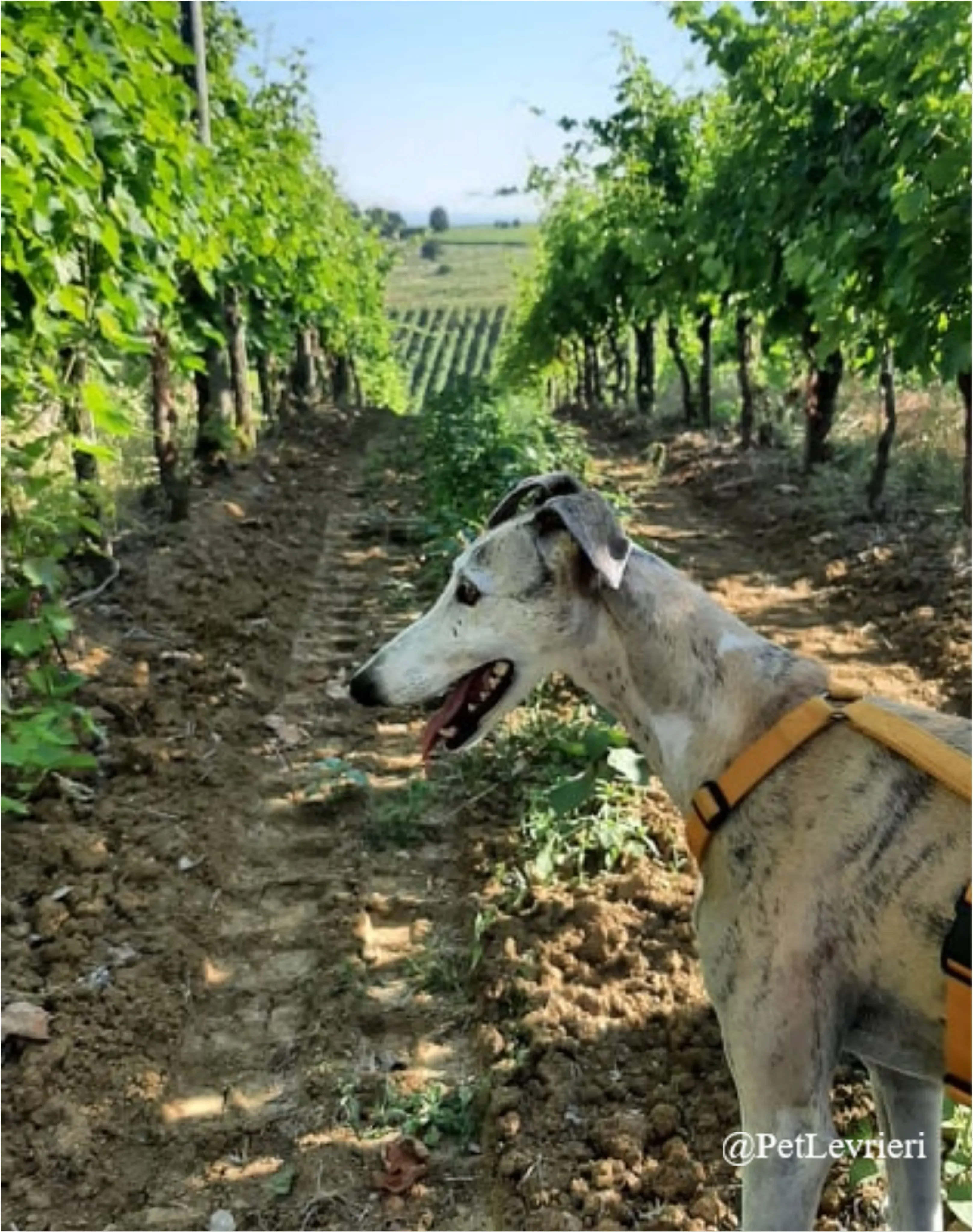 SH9New Phototastic Collage