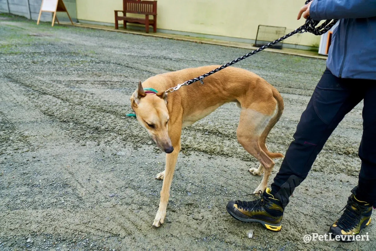 SIF pet levrieri greyhound1