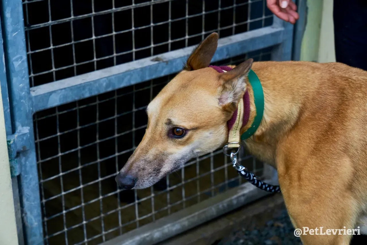 SIF pet levrieri greyhound2
