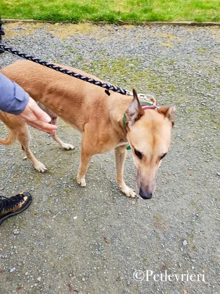 SIF pet levrieri greyhound3