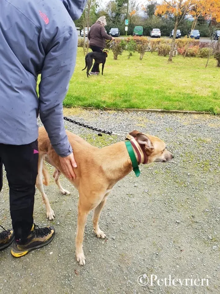 SIF pet levrieri greyhound4