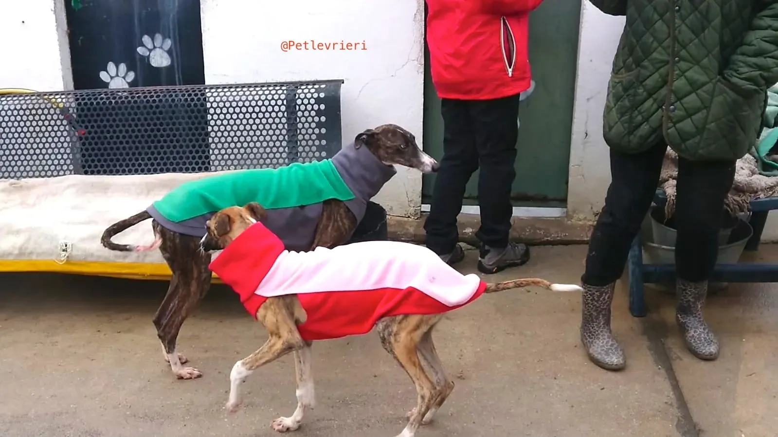 SISSI adozione levrieri galgo 10