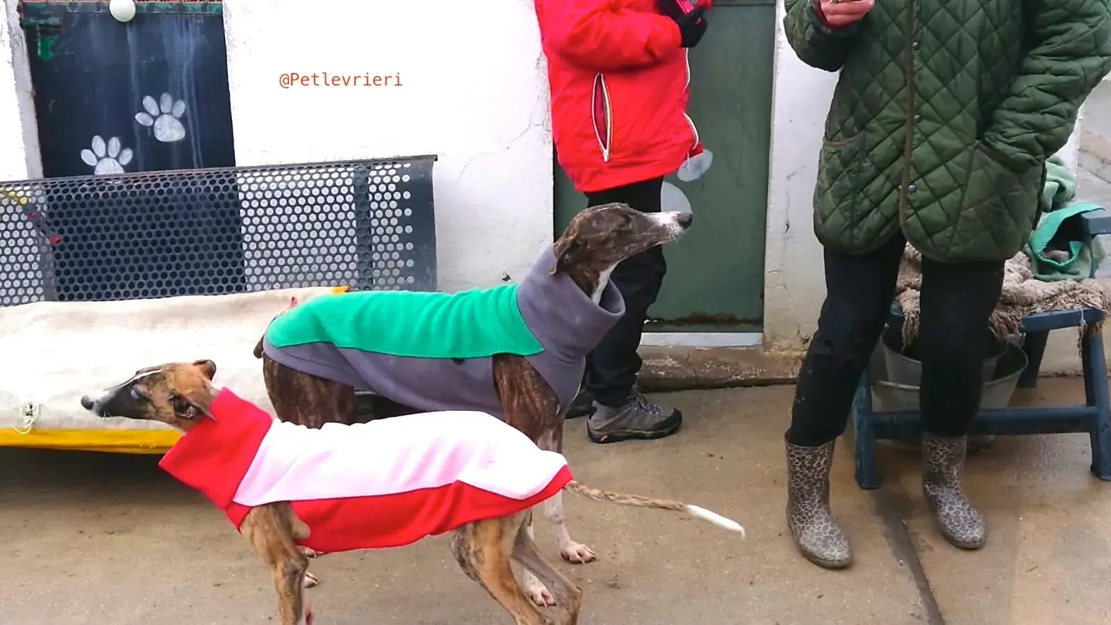 SISSI adozione levrieri galgo 11