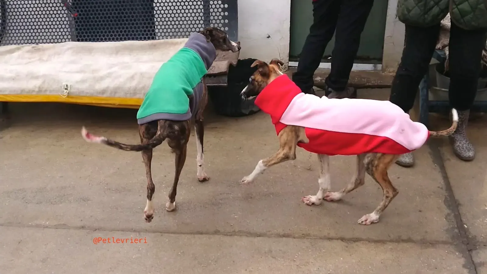 SISSI adozione levrieri galgo 5