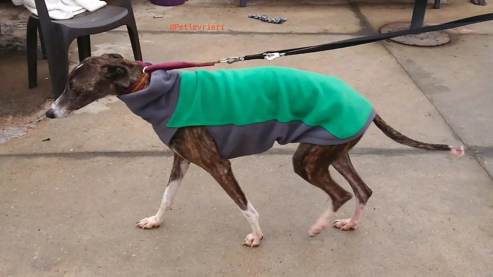 SISSI adozione levrieri galgo 6