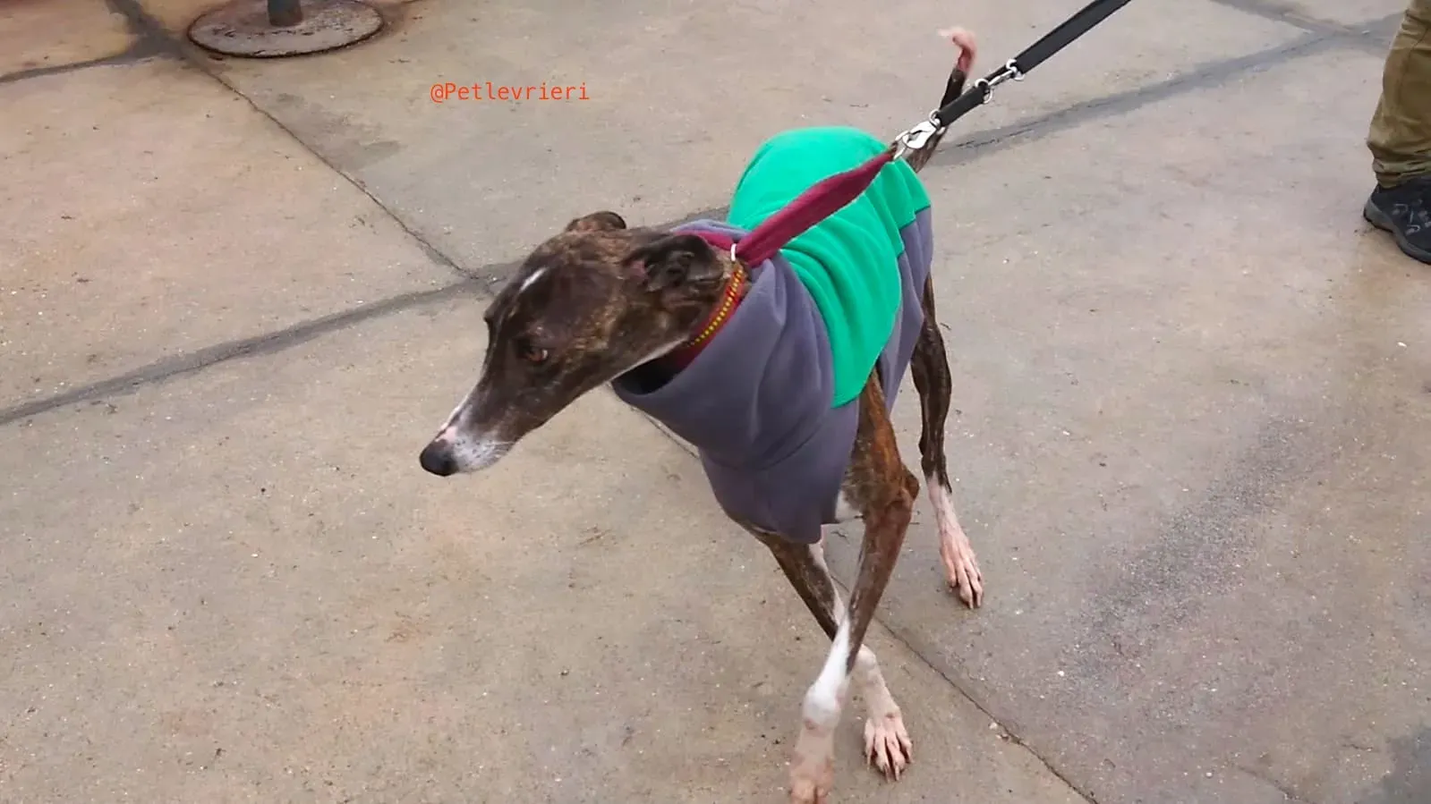 SISSI adozione levrieri galgo 7