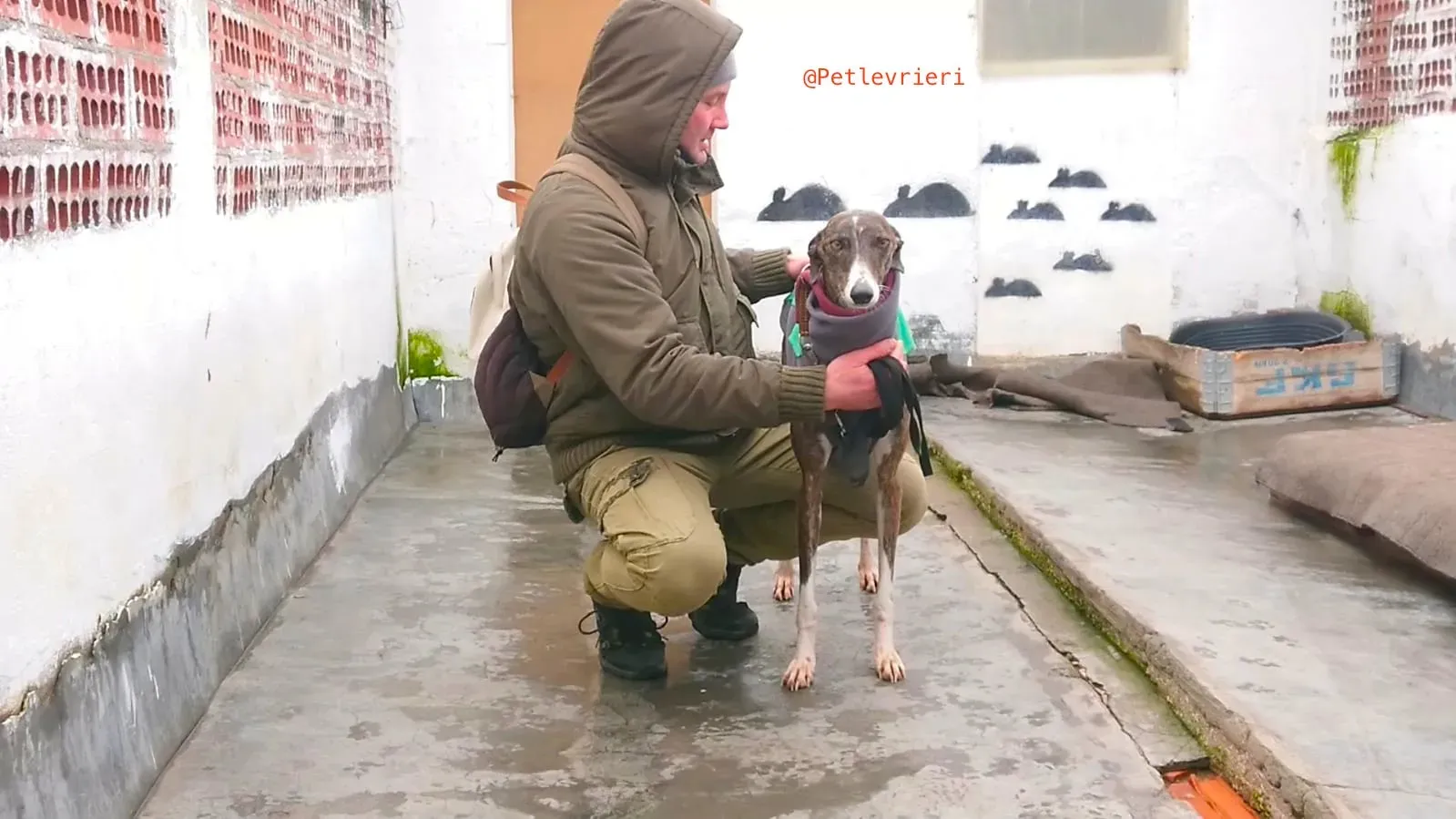 SISSI adozione levrieri galgo 9