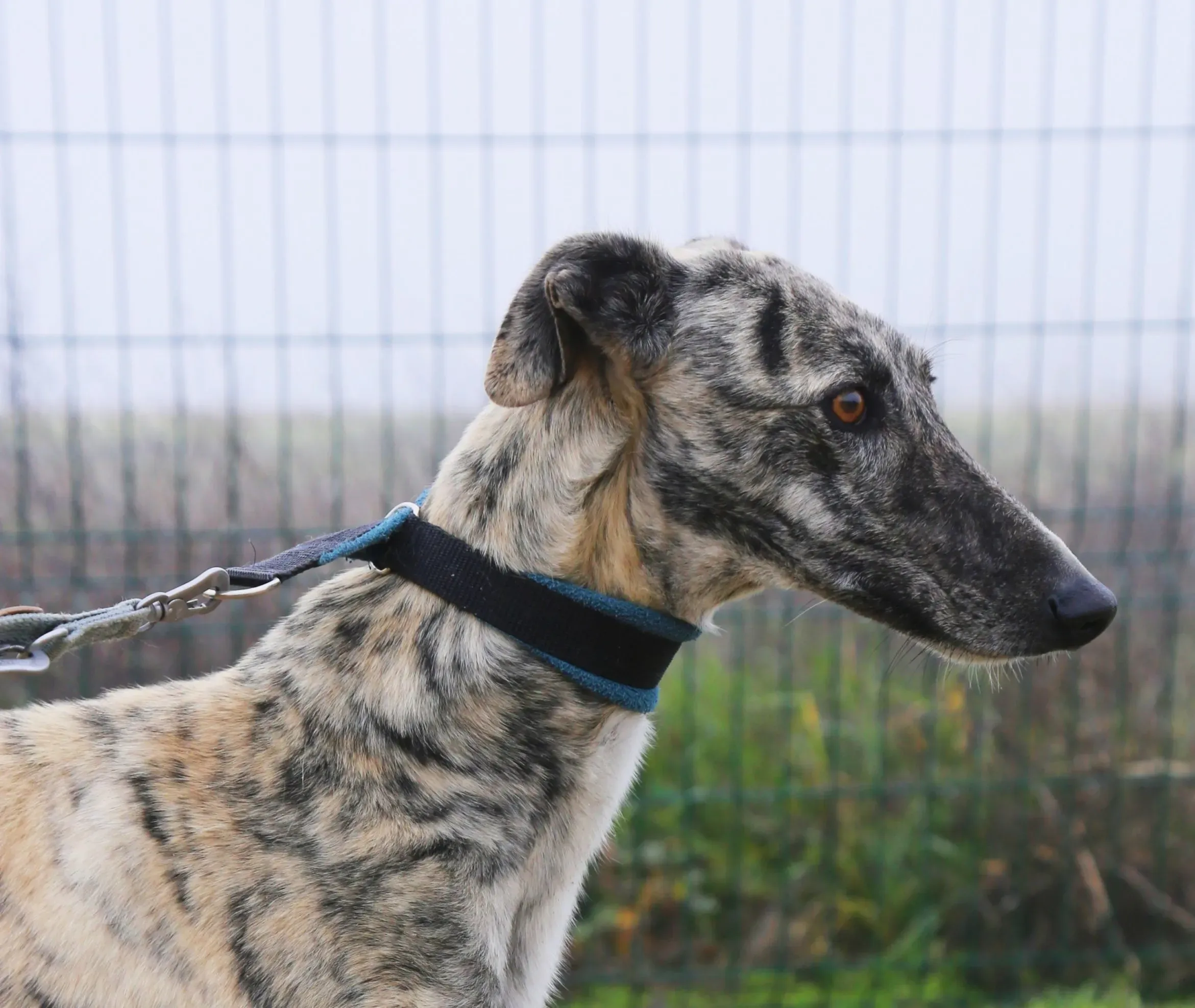 SIXTO GALGO 09 1 scaled e1711621464798