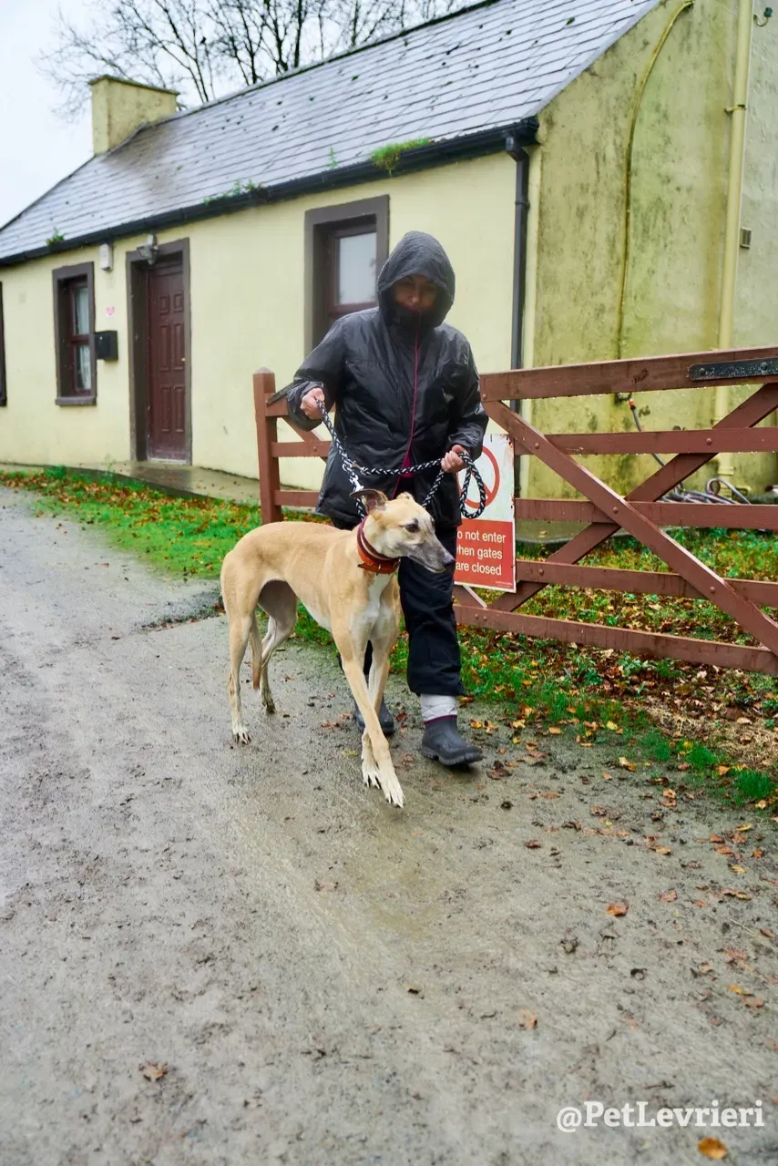 SKY pet levrieri greyhound1 1