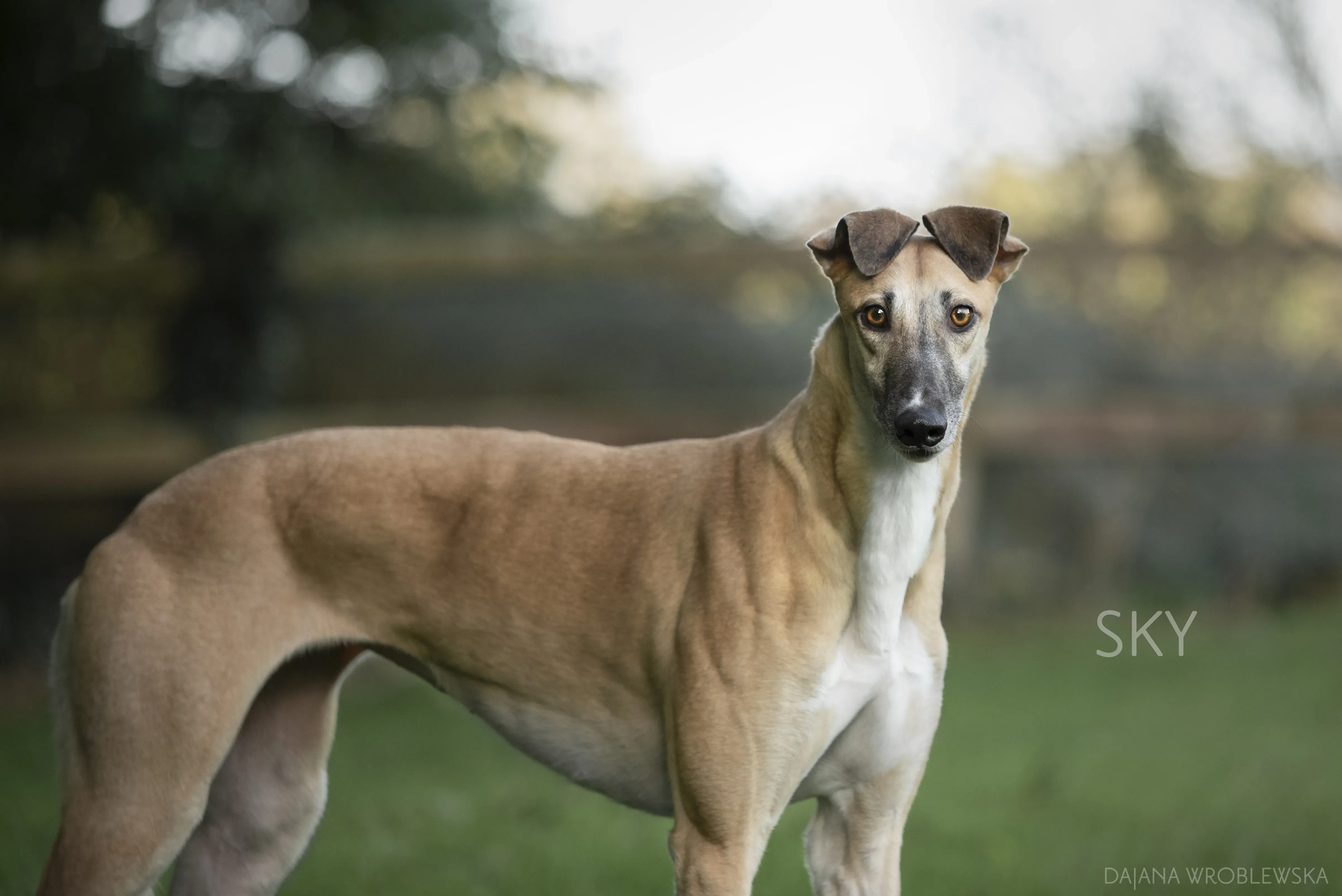 SKY pet levrieri greyhound1