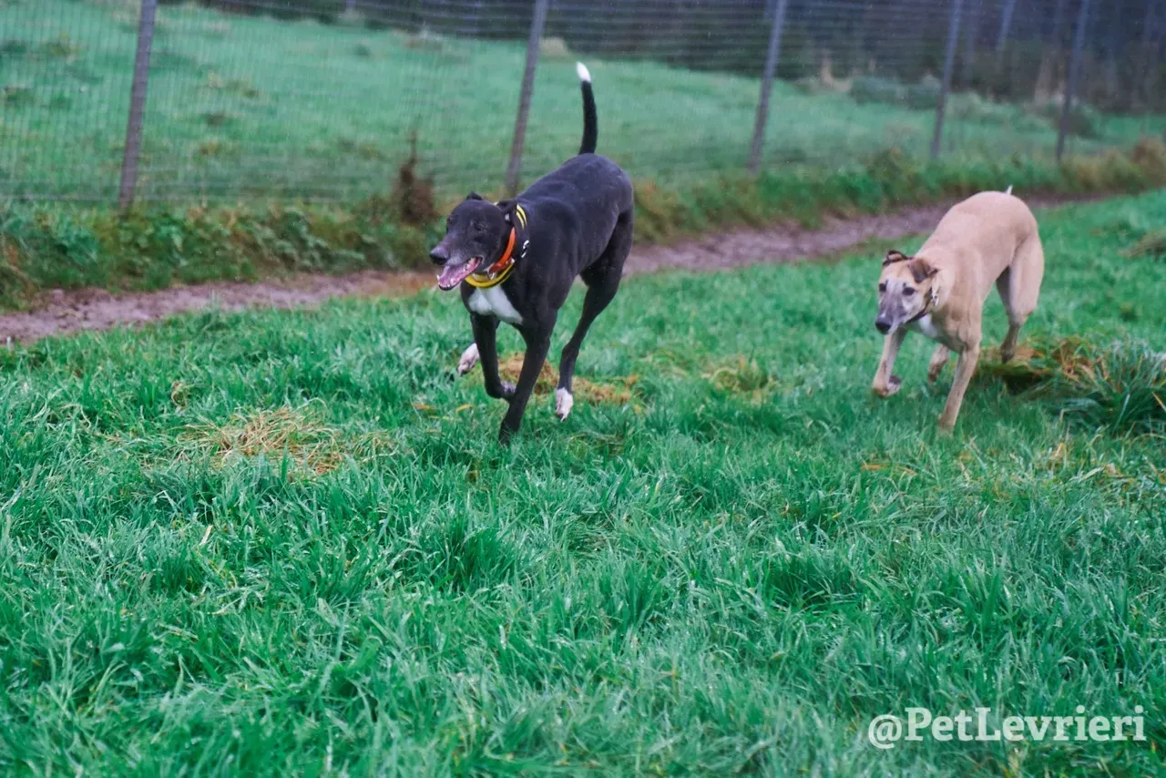 SKY pet levrieri greyhound10