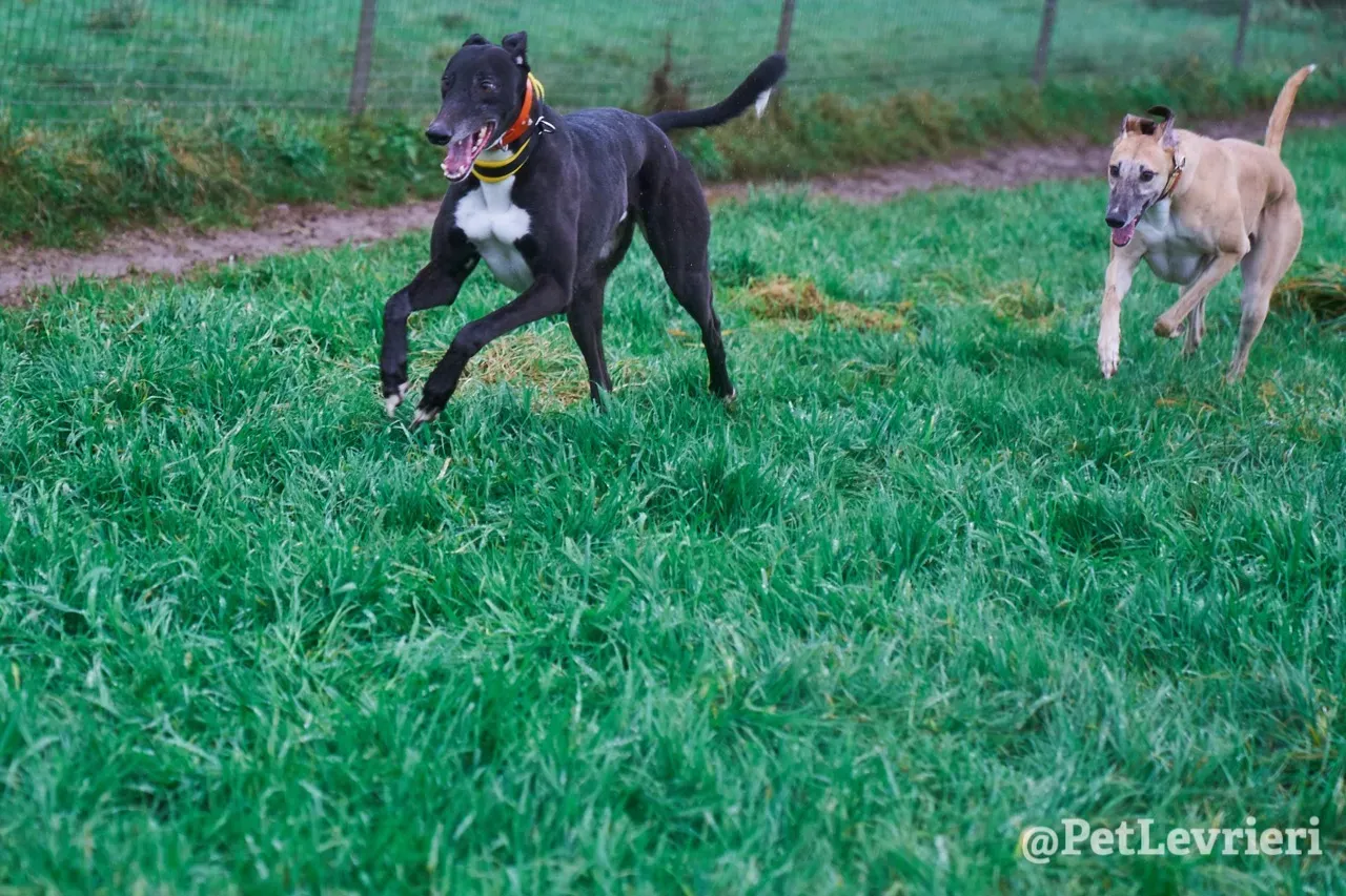 SKY pet levrieri greyhound11