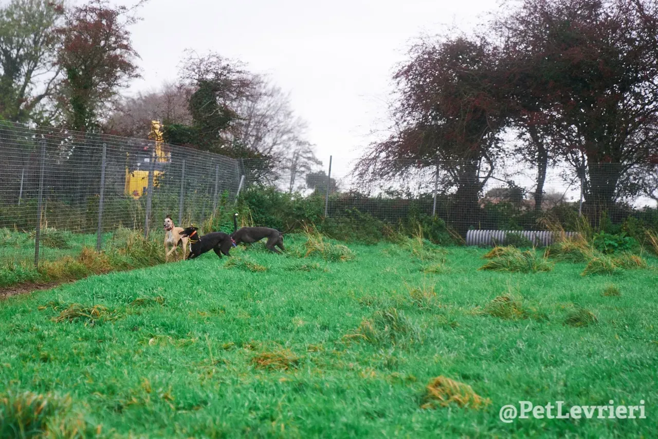 SKY pet levrieri greyhound12