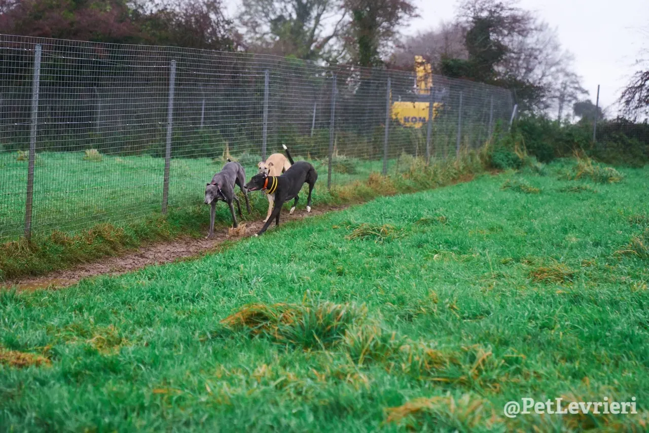 SKY pet levrieri greyhound13