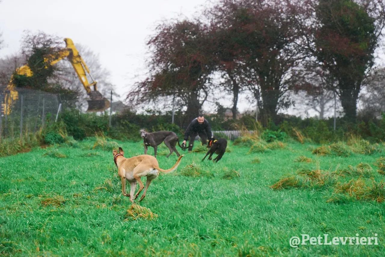 SKY pet levrieri greyhound15