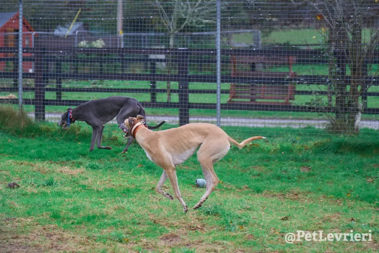 SKY pet levrieri greyhound16