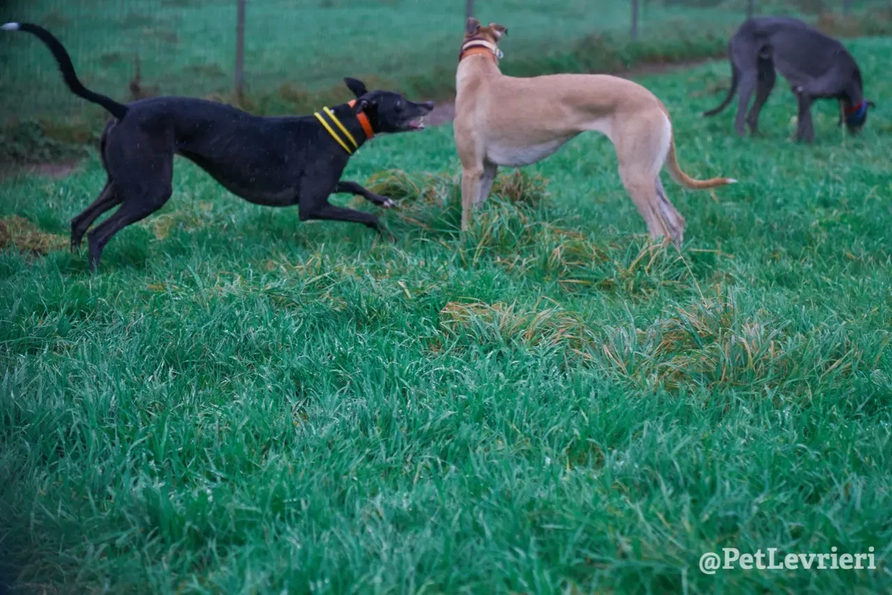 SKY pet levrieri greyhound17