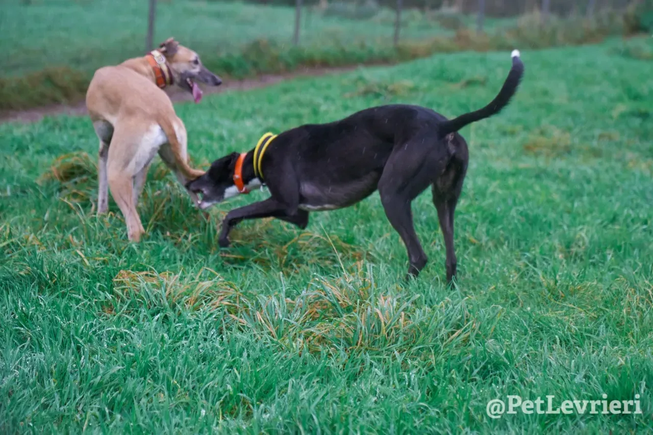 SKY pet levrieri greyhound18