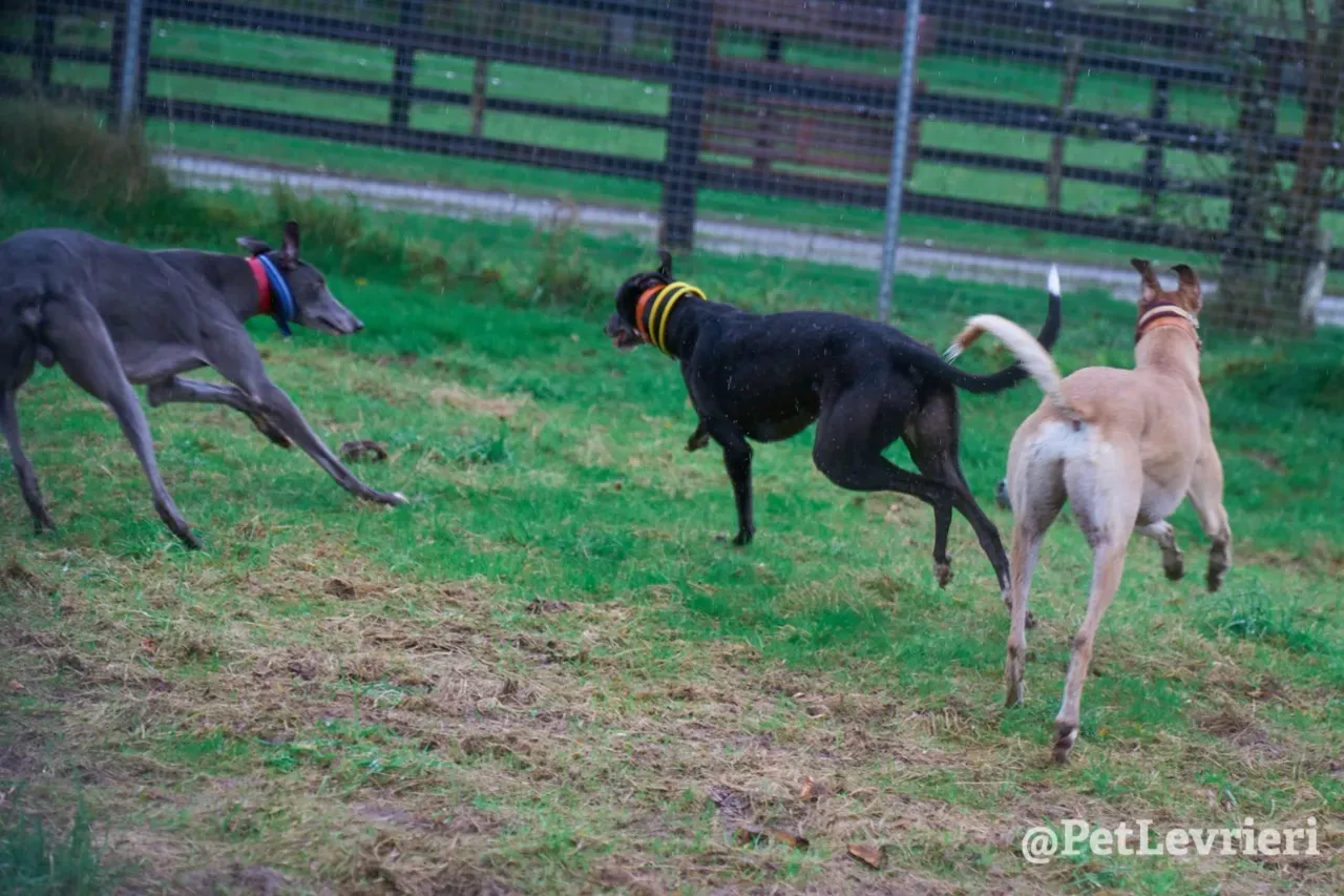 SKY pet levrieri greyhound19