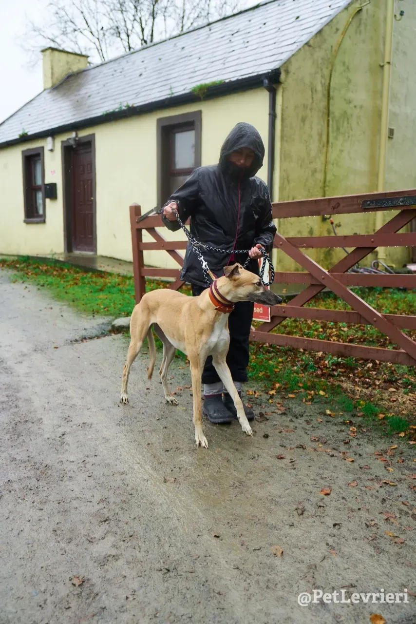 SKY pet levrieri greyhound2 1