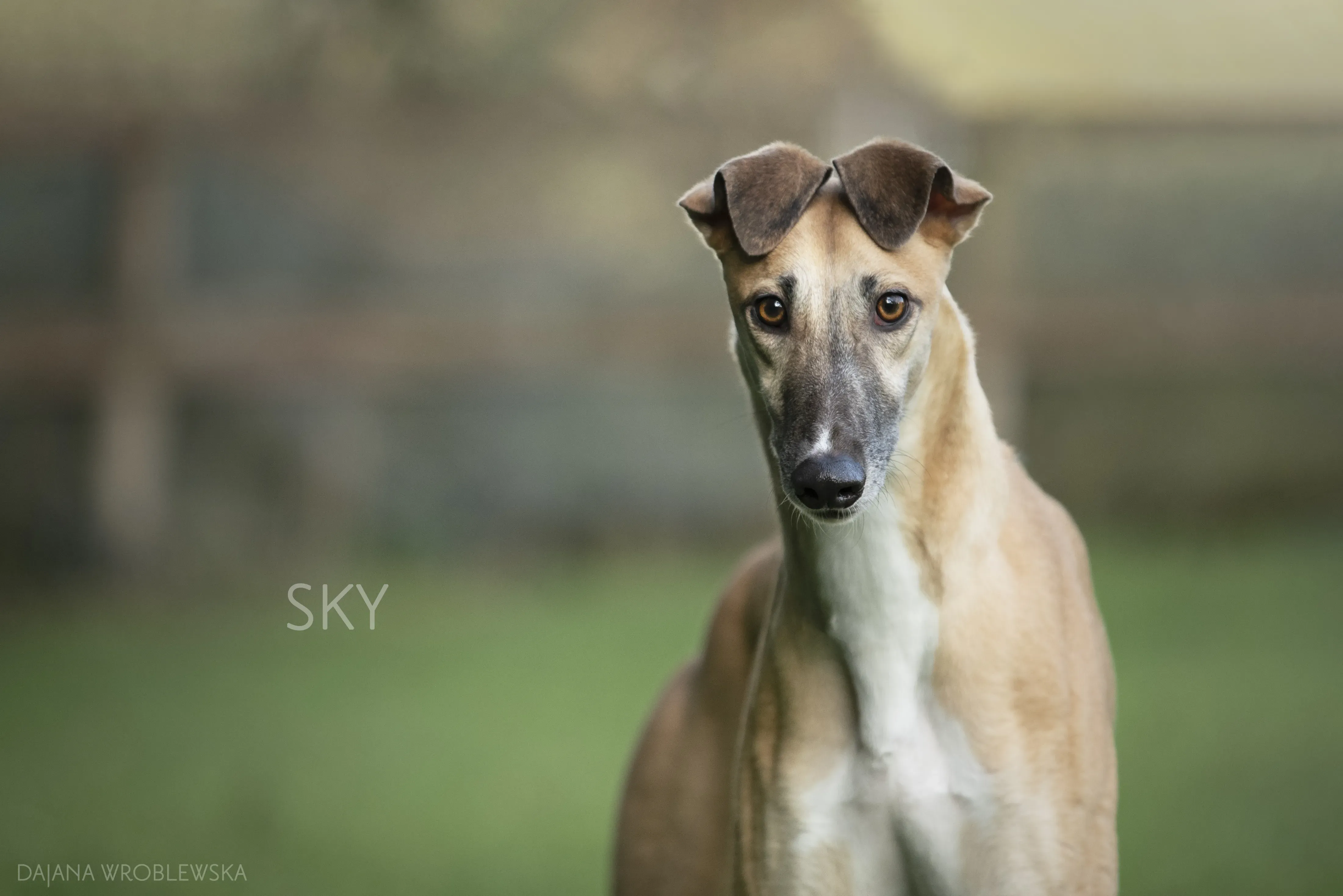 SKY pet levrieri greyhound2
