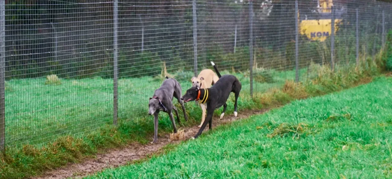 SKY pet levrieri greyhound20